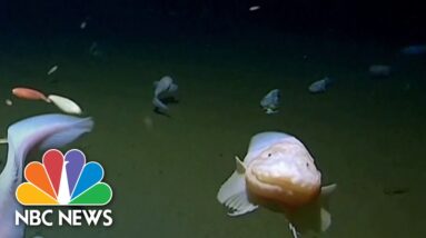 Scientists find world's deepest fish