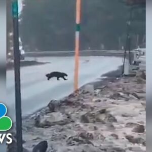 Watch: Rare wolverine caught on camera in Oregon