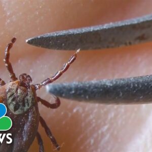 New research may reveal why Lyme disease causes chronic symptoms for some