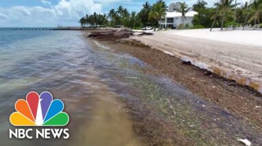 Sargassum seaweed taking over beaches in Florida, Mexico and the Caribbean