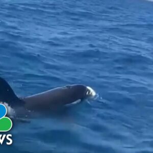 Killer whale attacks on the rise, baffling researchers