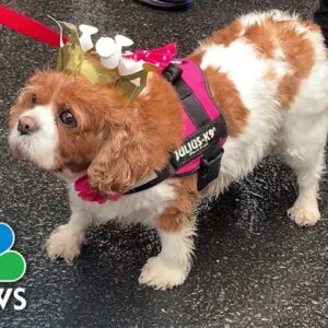 Cavalier King Charles Spaniels lead parade on street named after King Charles