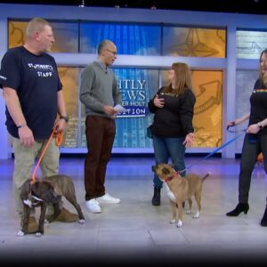 National Pet Month: what you need to know about adopting a furry friend | Nightly News: Kids Edition