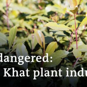 Ugandan court revokes ban on stimulant plant 'Khat' | DW News