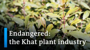 Ugandan court revokes ban on stimulant plant 'Khat' | DW News