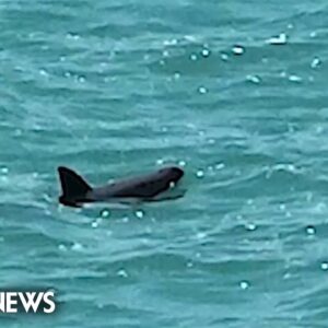Mexico’s endangered vaquita porpoises are holding on in the Gulf of California