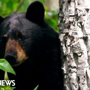 Bear sightings on the rise in California