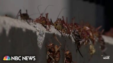 Massive cricket invasion takes over Nevada town