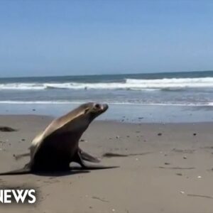 Toxic algae bloom believed to be cause of marine animal deaths along California coast
