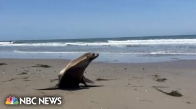 Toxic algae bloom believed to be cause of marine animal deaths along California coast