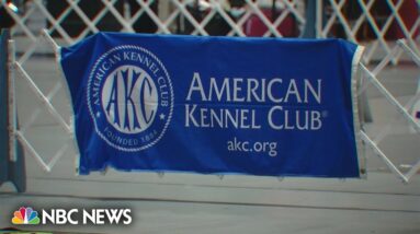 RV fire kills five dogs outside of Florida dog show