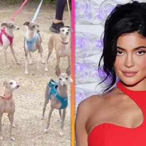 See Kylie Jenner's PACK of Italian Greyhounds