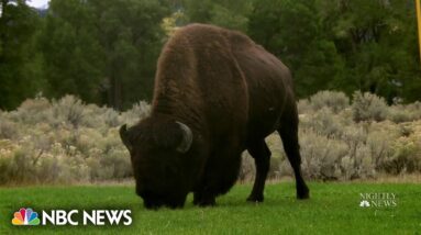 Tourists getting too close to wildlife in national parks, experts say