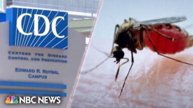 CDC issues malaria alert after 5 locally contracted cases reported in the U.S.