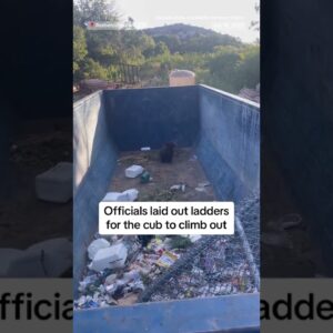 Bear cub stuck in dumpster
