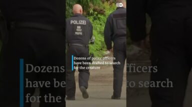 Berlin police hunt for suspected lioness on the loose | DW News