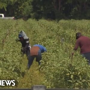 Calls for change follow Florida farmworker's suspected heat death