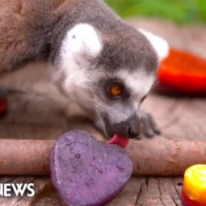 London Zoo animals chill out with ice lollipops amid Pride month