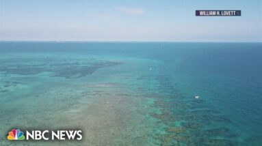 Record summer heat endangering coral reefs near Miami