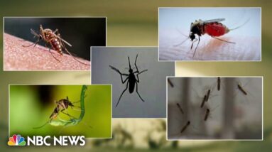 Seven locally transmitted malaria cases found in Florida and Texas