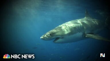 Shark attack threat off the coast of Florida this 4th of July weekend