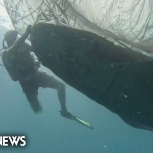 Watch: Divers rescue five whale sharks trapped in fishing nets
