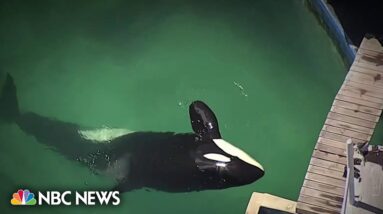 Lolita, beloved orca held in captivity, dies at age 57 before planned release to sanctuary