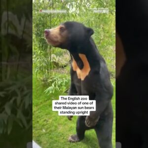 English zoo confirms bear on hind legs is real