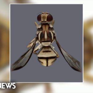 Fruit fly invasion posing massive threat to California agriculture