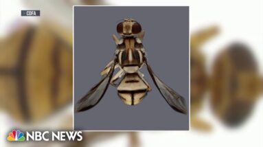 Fruit fly invasion posing massive threat to California agriculture