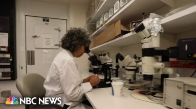 Inside a malaria research center after 9 cases identified in the U.S.