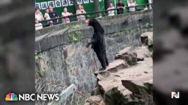 Sun bear in China zoo sparks online debate