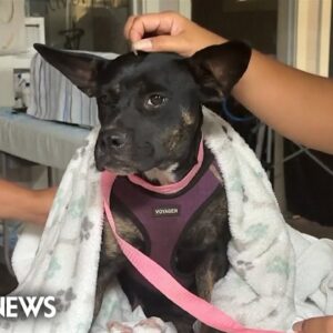 Thousands of family pets affected by devastating Lahaina wildfire