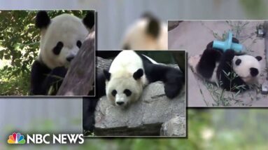 Pandas set to leave National Zoo and return to China after more than five decades