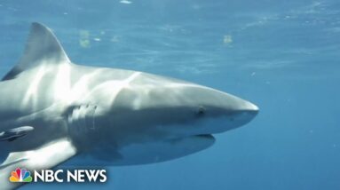 Woman hospitalized from shark attack at New York City beach