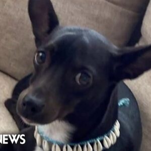 'Insulting': Delta passenger says airline lost her dog and compensated her $1800