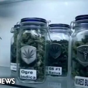 Senate Republicans join federal marijuana legalization efforts