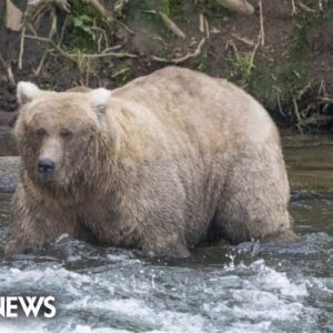 Alaska bear ‘Grazer’ wins ‘Fat Bear Week’
