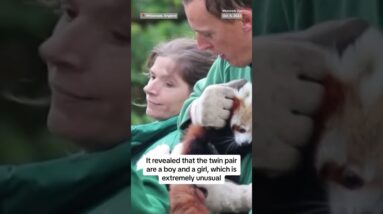 Meet Alex and Priya: a pair of rare red pandas