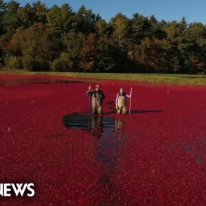An ode to cranberries: from the bog to your Thanksgiving table