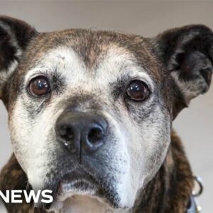 Dog pharma company clears FDA hurdle for lifespan extending drug