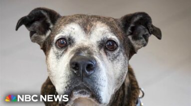 Dog pharma company clears FDA hurdle for lifespan extending drug