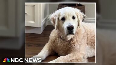 Mysterious respiratory illness spreading to dogs across U.S.