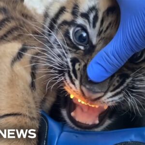 Zoo Miami debuts new Sumatran tiger cub