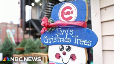 Christmas tree suppliers face shortage as the holiday approaches