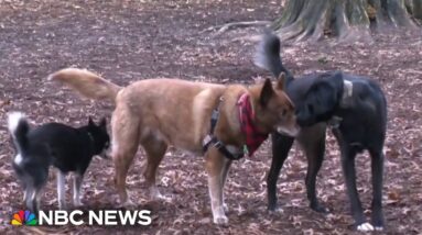 How dog owners can protect pets from mysterious illness as cases rise
