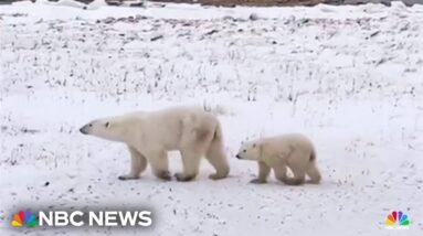 Polar bear sightings surge in small Canadian town due to lack of sea ice