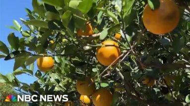 Orange juice prices historically high after crop producer slammed by weather and disease