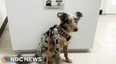 What we know about the mysterious illness hitting dogs