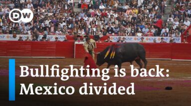 Bullfighting returns to Mexico, divides the country | DW News